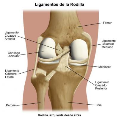 Explicación de la posible lesión de Manzano: Esguince del ligamento colateral medial (o mediano)